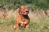 DOGUE DE BORDEAUX 347